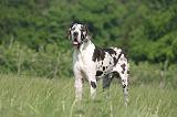 DOGUE ALLEMAND 555